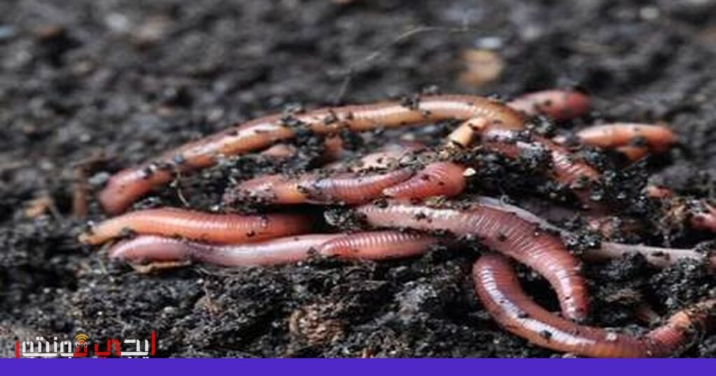 صورة: ديدان الأرض