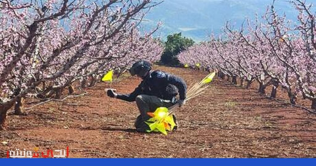 صورة: قنابل عنقودية