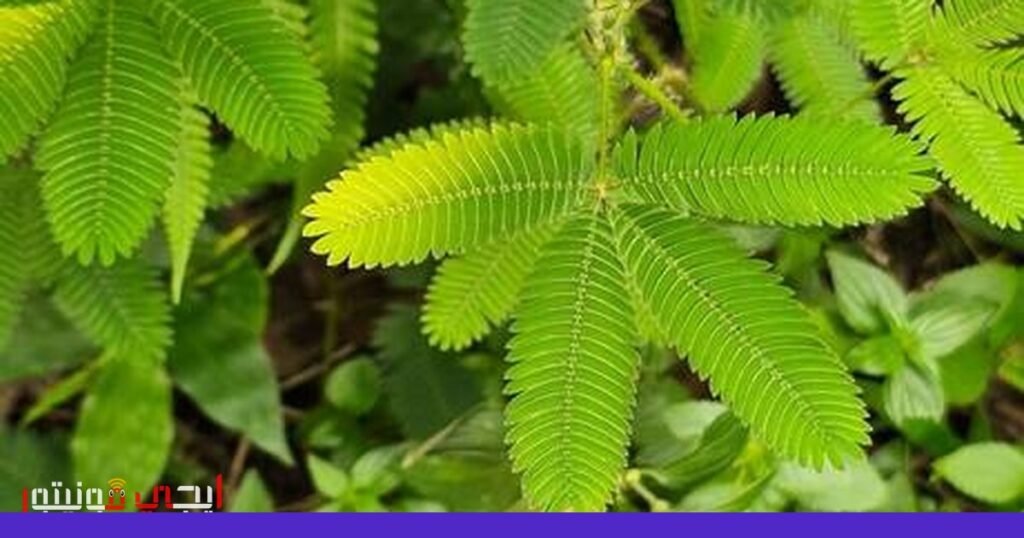 صورة: السلوك النباتي