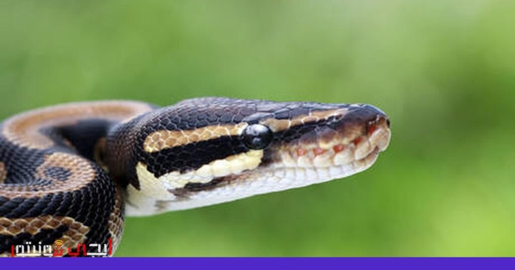 اكتشاف جديد يفتح الأبواب لعلاج السمنة بفضل ثعابين البايثون صورة: السمنة