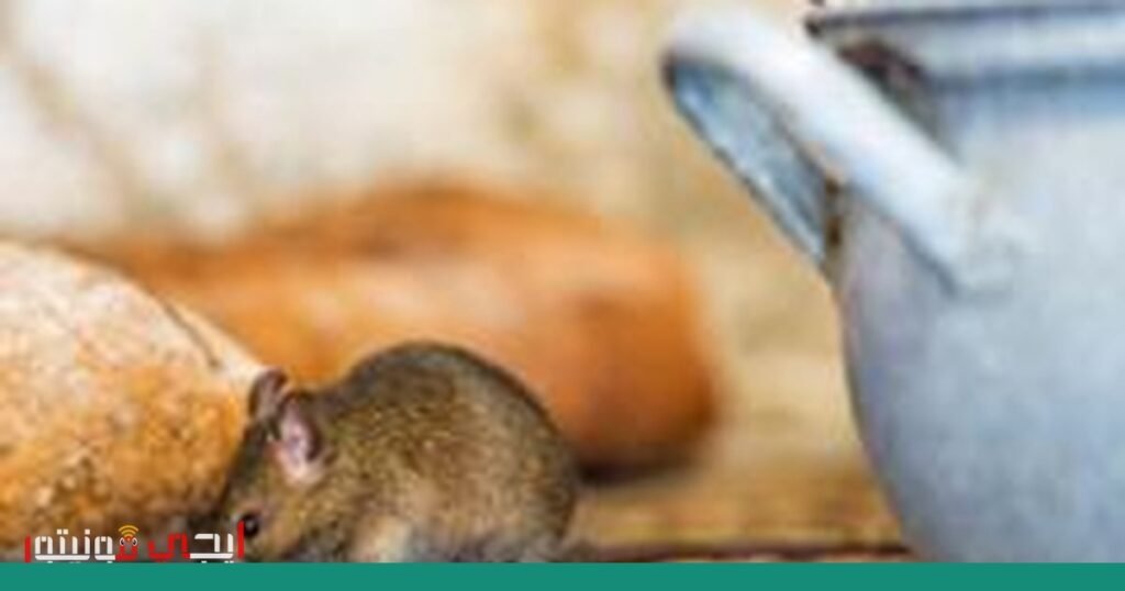 استدعاء عاجل لمنتجات من شركة Moma Foods بسبب تلوث الفئران صورة: استدعاء