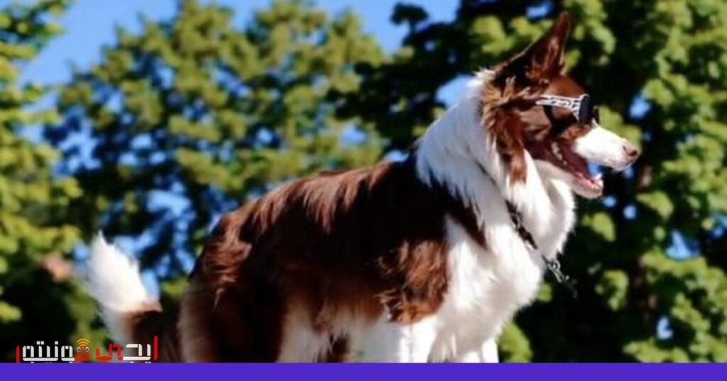 صورة: تكنولوجيا