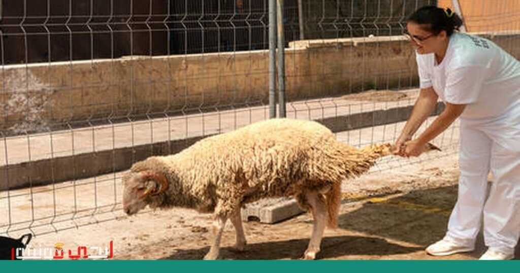 صورة: اللحوم الحمراء