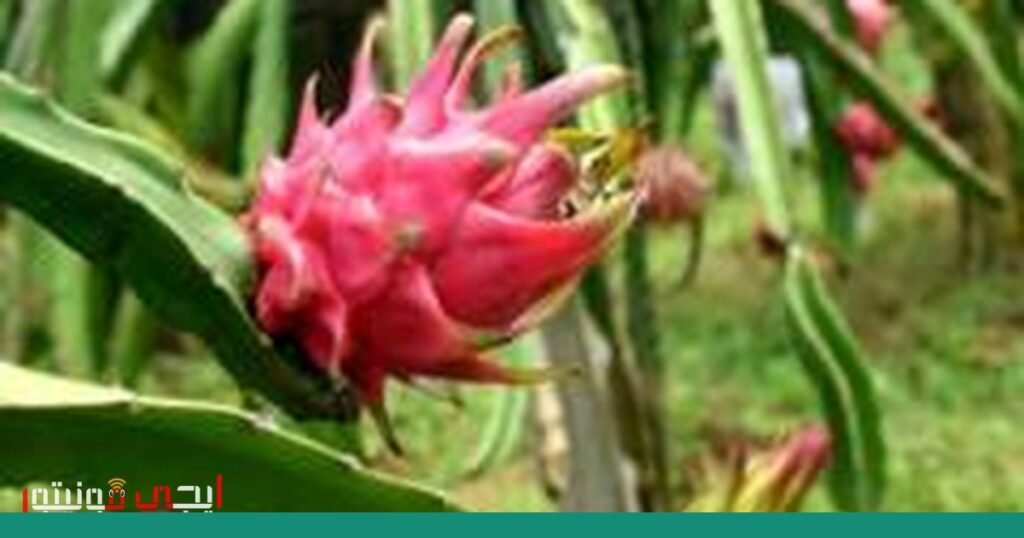 صورة: زراعة التنين