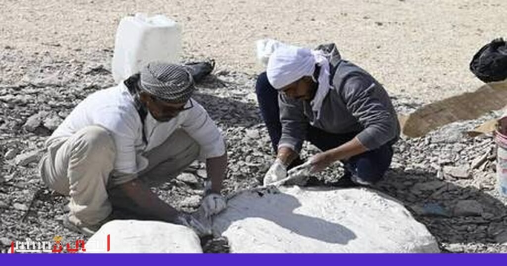 اكتشاف أحفوري جديد في مصر يفتح آفاقاً جديدة لفهم الحياة القديمة صورة: الاكتشاف الأحفوري