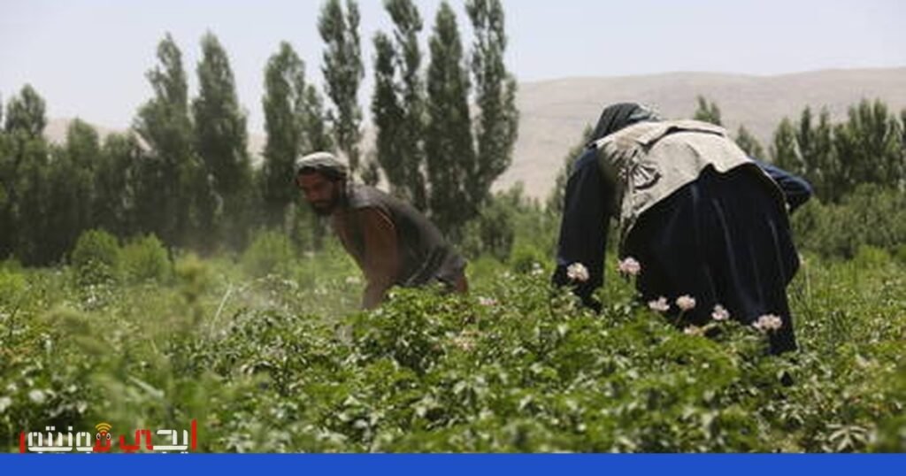 صورة: مكافحة المخدرات