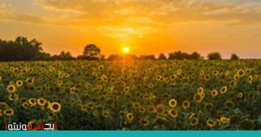 صورة: صيف 2025