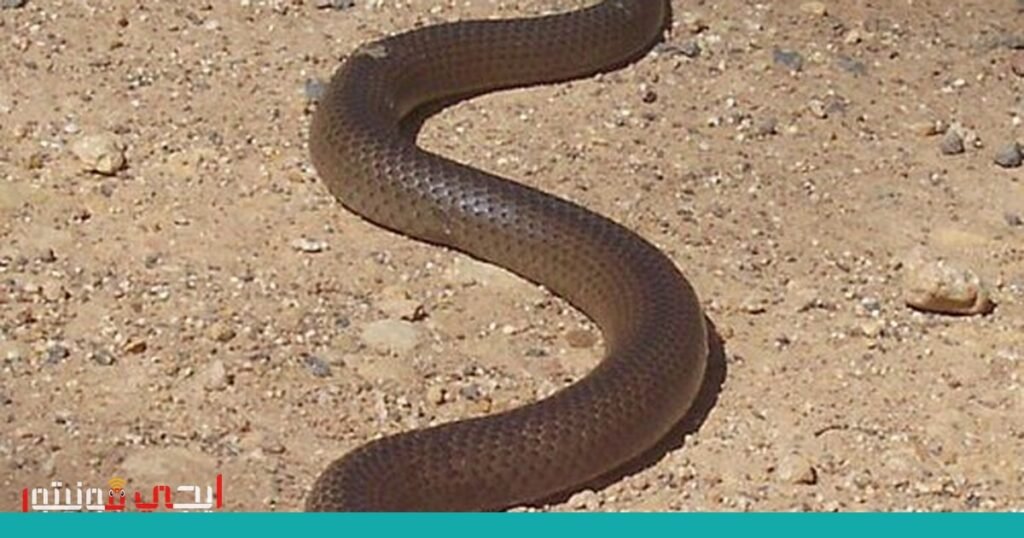 صورة: ثعابين سامة