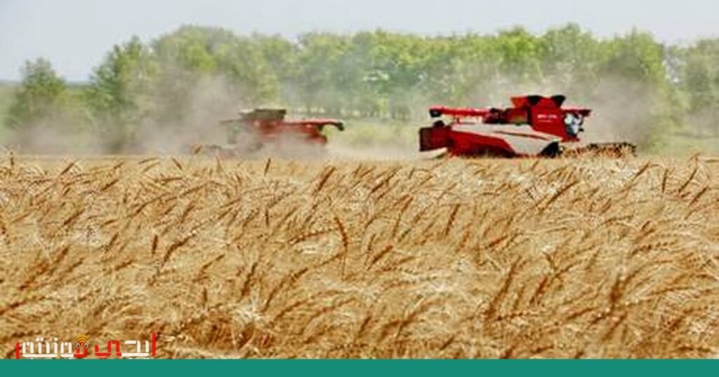 تقلبات السوق العالمية: انخفاض أسعار القمح والذرة صورة: أسعار القمح